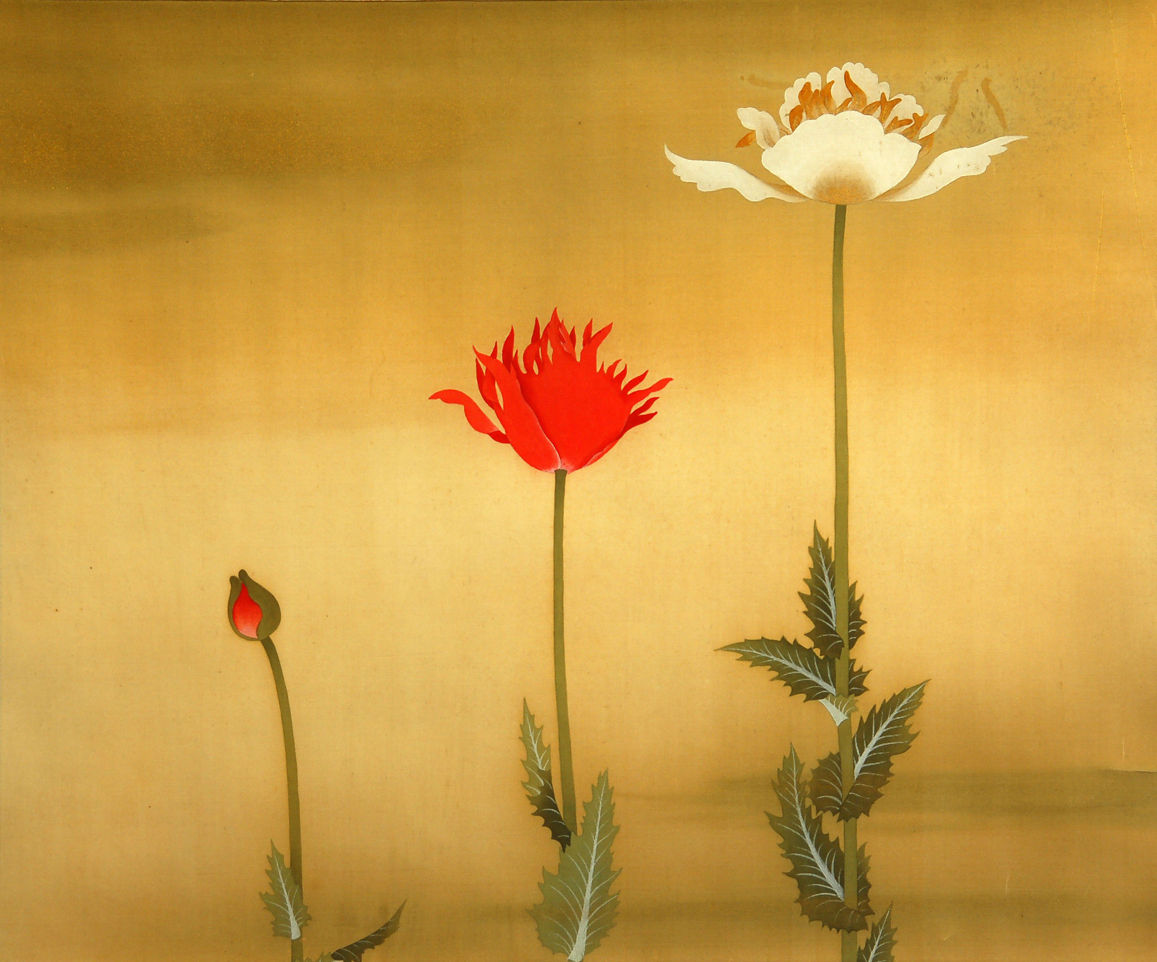 芥子花圖 - Opium Poppy