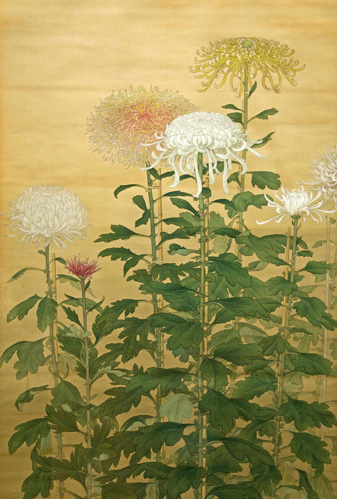 菊 - Chrysanthemum Morifolium